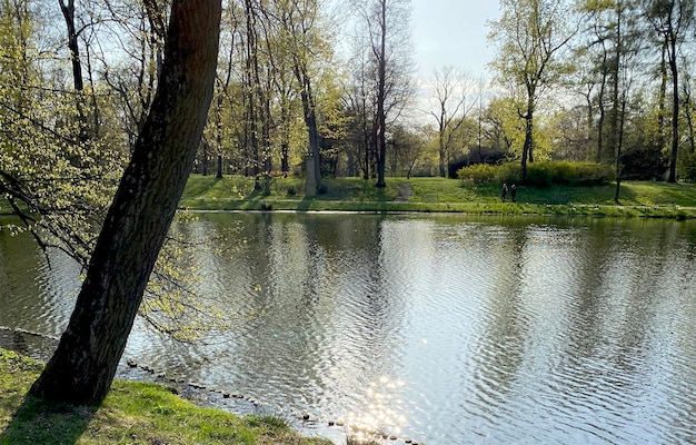 Lago más pequeño en el parque. Mucha vegetación y árboles. Naturaleza