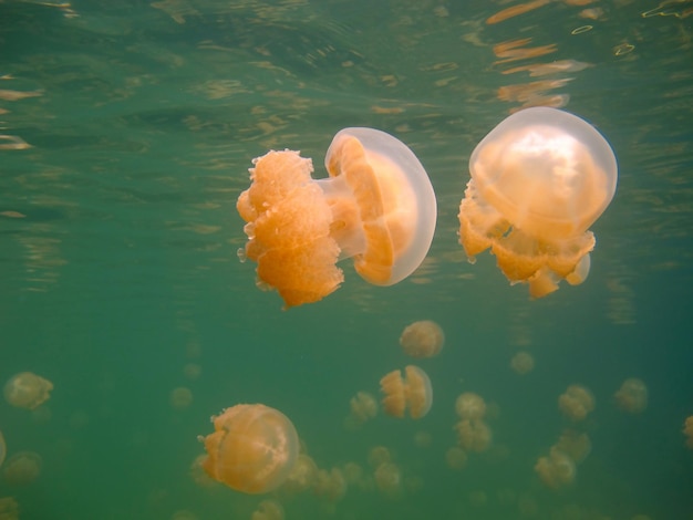 Lago de medusas. Fauna de Palau.