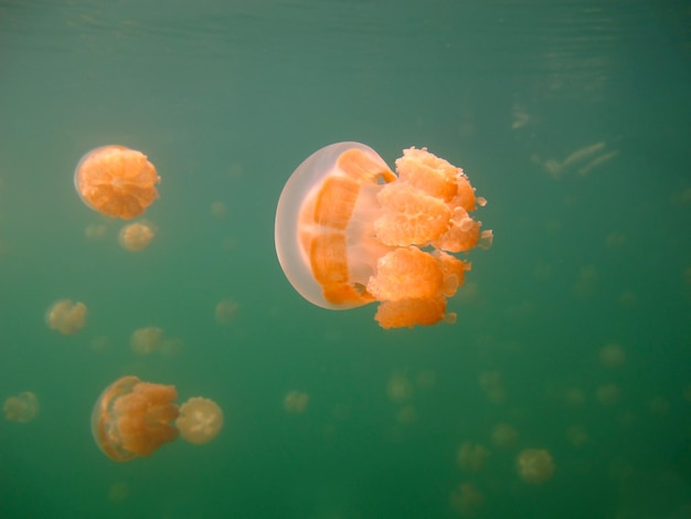 Lago de medusas. Fauna de Palau.