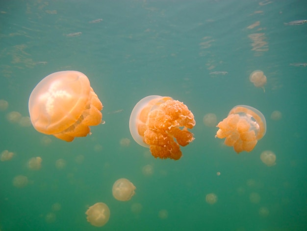 Lago de medusas. Fauna de Palau.