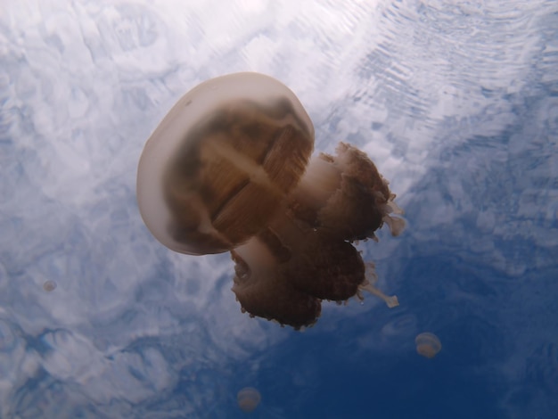 Lago de medusas. Fauna de Palau.