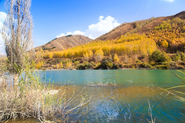 Lago de montaña con árboles amarillos Paisaje otoñal Kirguistán AkTuz gorge Fondo natural