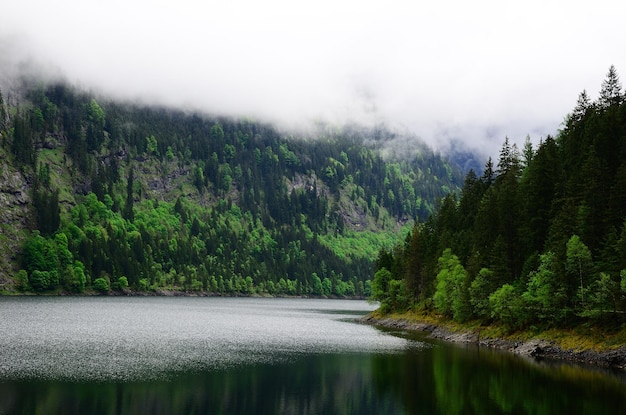 Lago de montaña con bosque