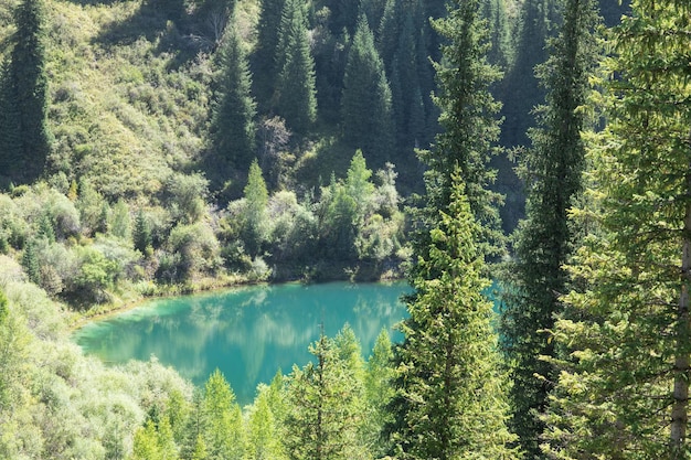 lago de montaña único de Kaindy en Kazajstán con un bosque hundido