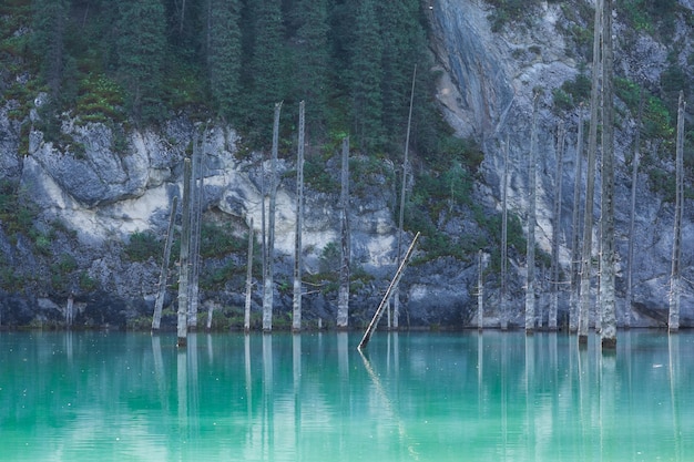 lago de montaña único de Kaindy en Kazajstán con un bosque hundido