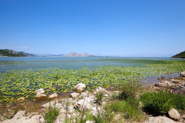 El lago (Montenegro) - Lago Skadar ubicado en Montenegro en verano del año