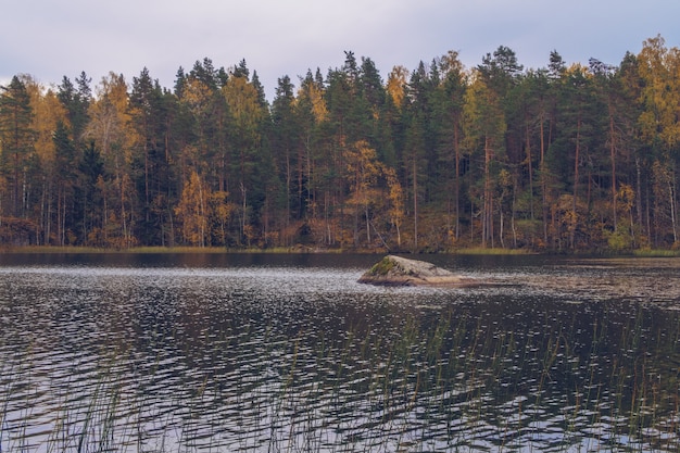 Lago na carélia entre lariços, rússia. bela paisagem de outono com fotografia de rio e floresta