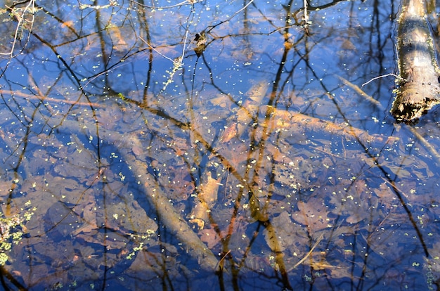 Foto lago na floresta da primavera