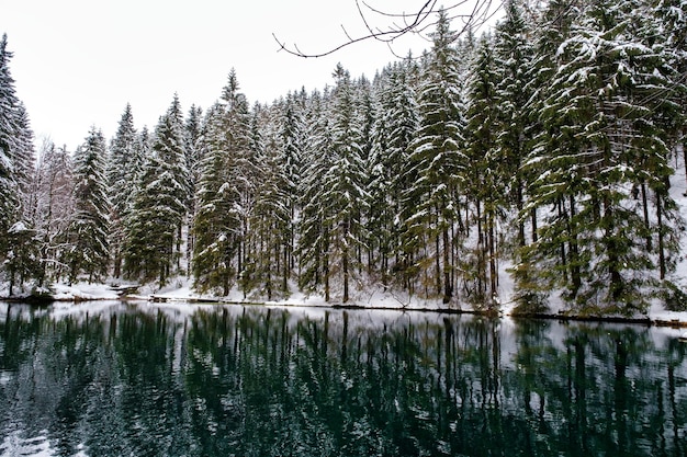 Lago na floresta de pinheiros de inverno está no fundo alemanha