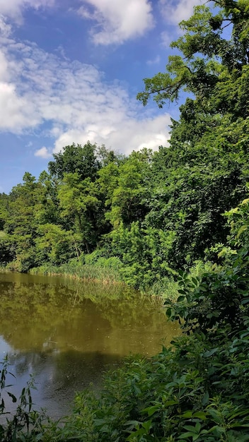 Lago na floresta decídua sob céu azul nublado