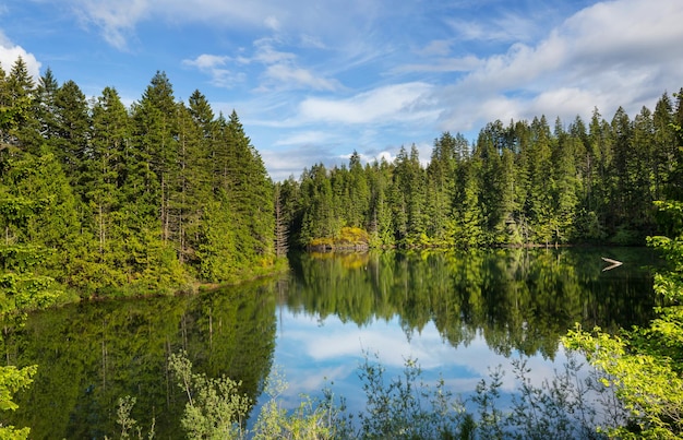 Lago na floresta