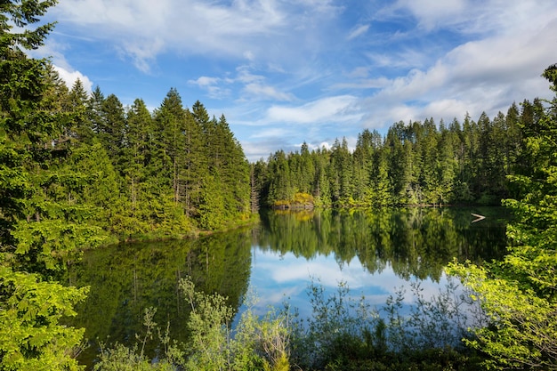 Lago na floresta