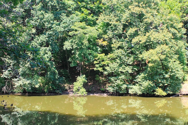 Lago na floresta