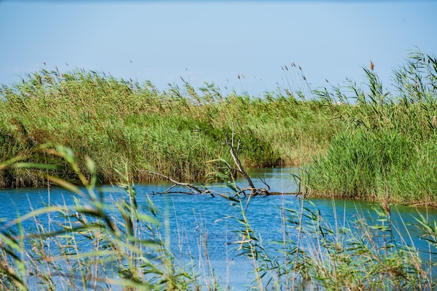 Lago natural bom local para observação de pássaros ullal de baldov no parque natural albufera sueca valência