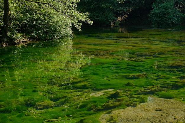 lago en la naturaleza pura