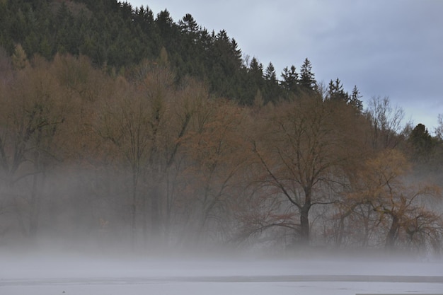 Un lago neblinoso con un bote y un árbol al fondo.