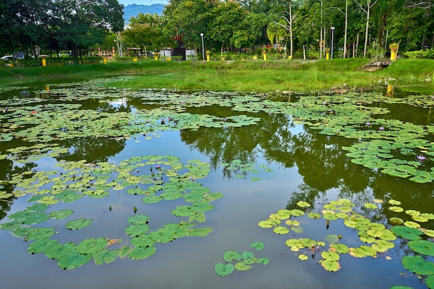 Lago de nenúfares en un parque recreativo verde.