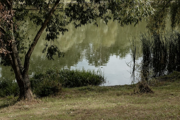 Lago no parque no verão