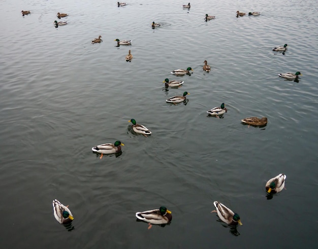 Lago de otoño con patos nadando La superficie del agua