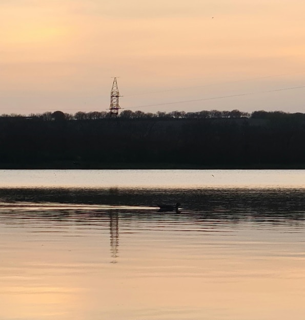 Un lago con un pájaro en el agua y una torre al fondo.