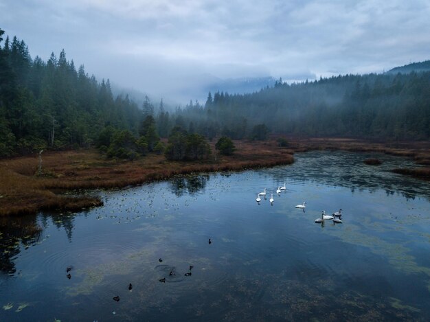 Lago pantanoso com cisnes