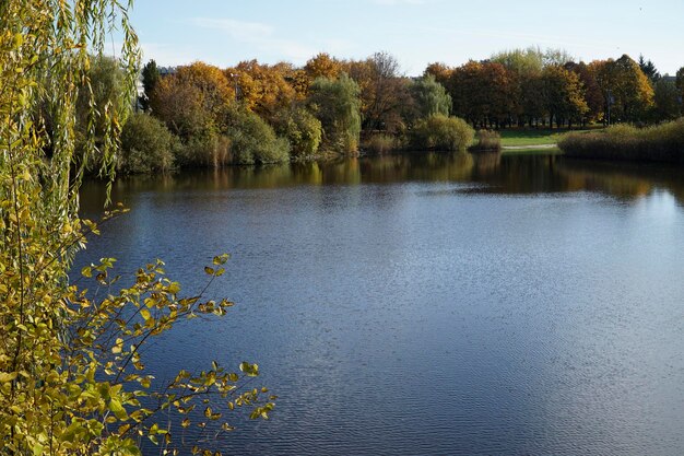 Lago en el parque en el árbol de otoño en primer plano