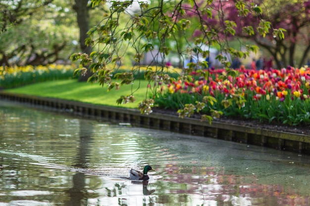 Lago en el parque con flores y árboles florecientes.