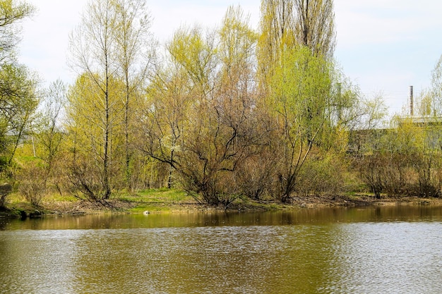 Lago en el parque en primavera