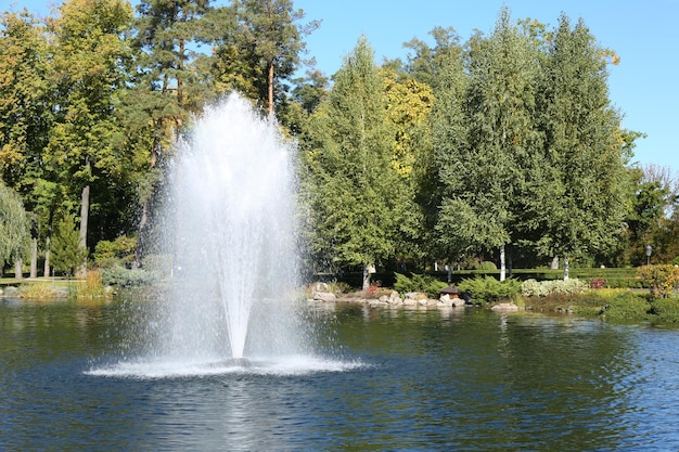 Lago en el parque de verano
