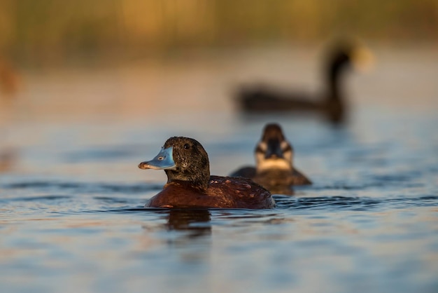 Lago Pato Oxyura vittata Província de La Pampa Patagônia Argentina