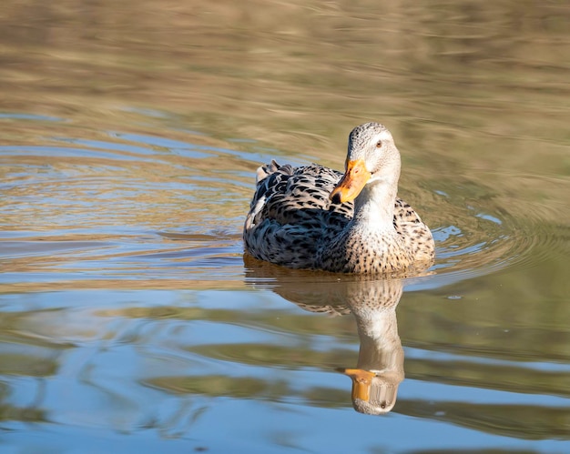 Foto el lago de los patos mallardos