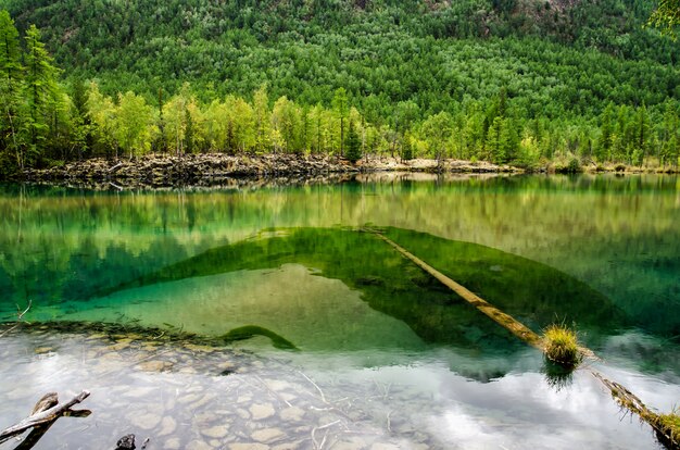 Foto lago pequeno da floresta com água esverdeada e tronco de árvore na floresta do outono, lago de lava