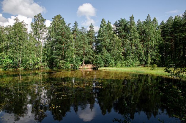 Lago pitoresco da floresta em um dia de verão