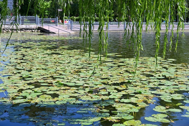 Lago pitoresco perto do parque da cidade de Ternopil