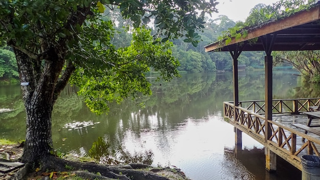 El lago en Rainforest Discovery Center en Sepilok, Borneo