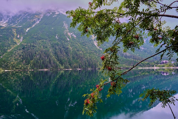 Foto un lago con una rama de árbol y montañas al fondo.