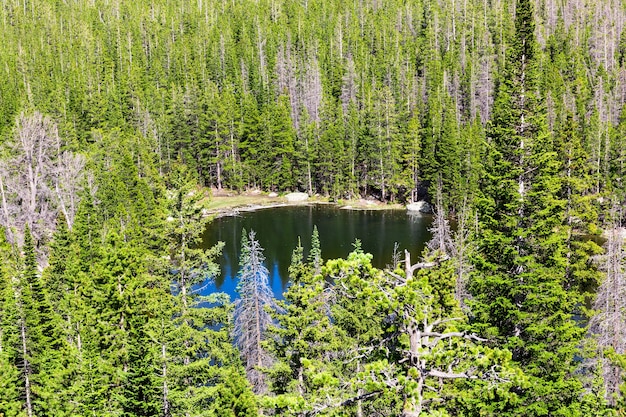 Lago rodeado por un pinar de hoja perenne