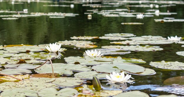 Un lago con rosas de agua blanca