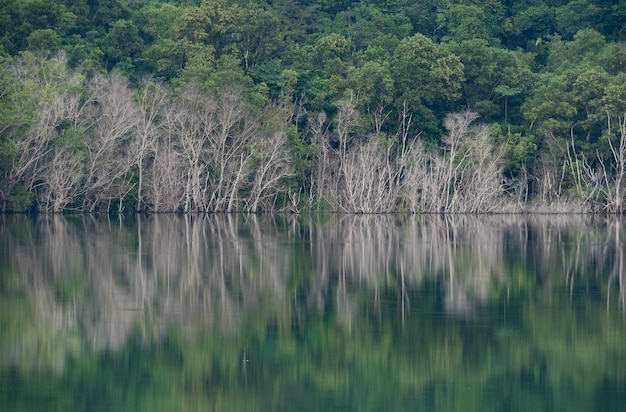 Lago salvaje en las montañas con troncos de árboles secos rodeados a lo largo de la orilla Árboles secos que se reflejan en el agua en la presa