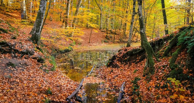 Lago Sazli en el Parque Nacional Yedigoller Turquía