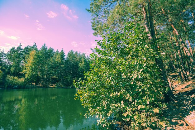 El lago de la serenidad en el bosque en un día soleado de verano