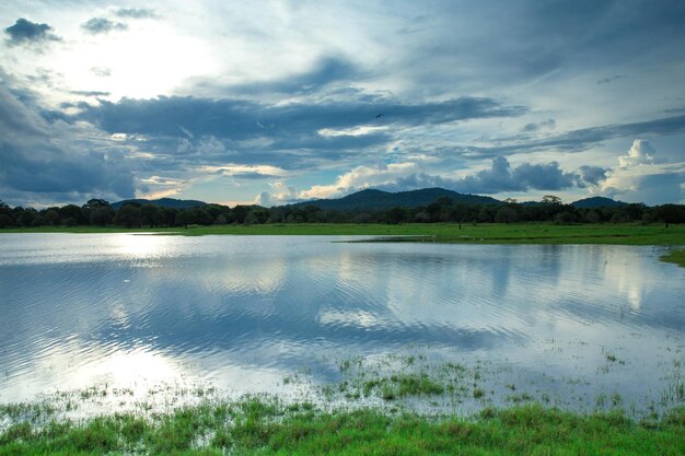 Lago de Sri Lanka, paisaje de Sri Lanka, árboles en el agua, árboles en el lago