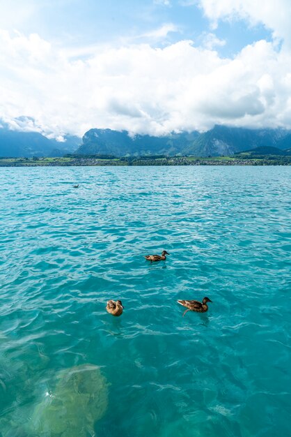 Lago Thun con montaña en Suiza