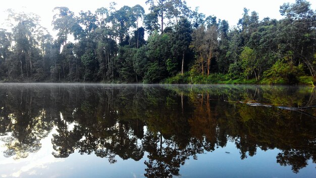 Foto lago tranquilo en el bosque