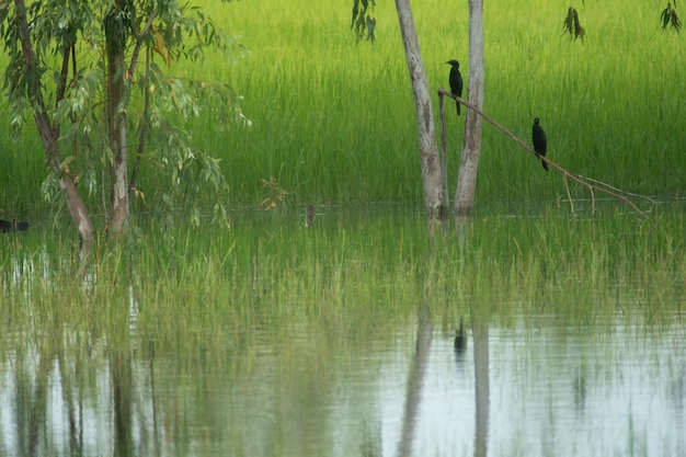 Lago tropical, cena da natureza