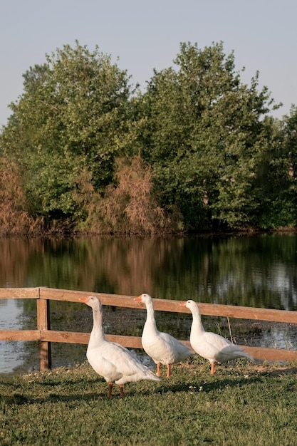 Lago Tychero na região de Soufli Evros Grécia