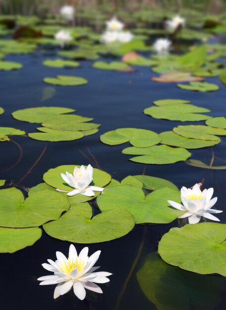 Lago de verano con flores de nenúfar