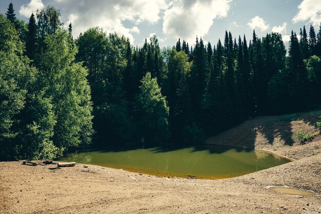 Lago verde en bosque entre pinos