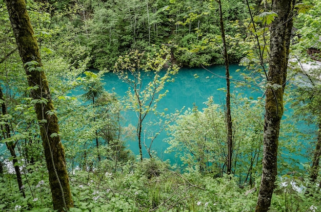 Lago verde en el bosque