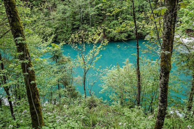 Lago verde na floresta